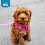 Best Pet Supplies Voyager Step-in Air Harness - All Weather Mesh, Reflective, No Pull Harness for Dogs, Cats - Secure with Hook & Loop Fastener, Buckle, Double D-Rings - Fuchsia, S - Image 3