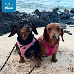 Best Pet Supplies Voyager Step-in Air Harness - All Weather Mesh, Reflective, No Pull Harness for Dogs, Cats - Secure with Hook & Loop Fastener, Buckle, Double D-Rings - Fuchsia, S - Image 2