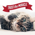 Nature's Miracle Advanced Platinum Cat Pet Block Repellent Spray, 8 Ounces, Indoor Training Aid for Cats - Image 3