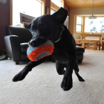 Chuckit! Indoor Fetch Roller Toy for Dogs - Interactive Dog Toys for Boredom, Orange and Blue - Image 2